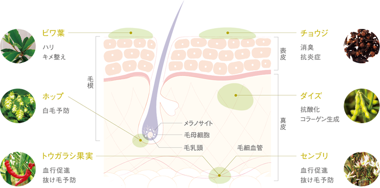 ビワ葉 ホップ トウガラシ果実 チョウジ ダイズ センブリ が髪に栄養を与える成分表